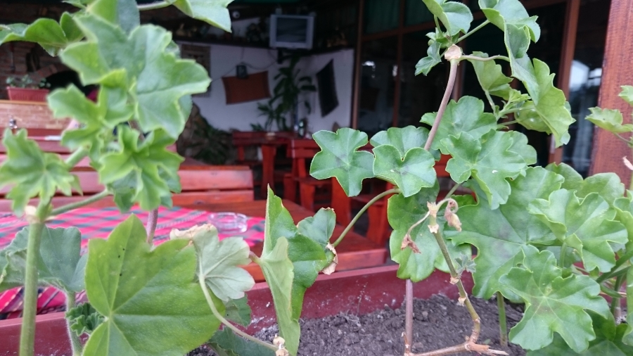 Лятна Градина 2015