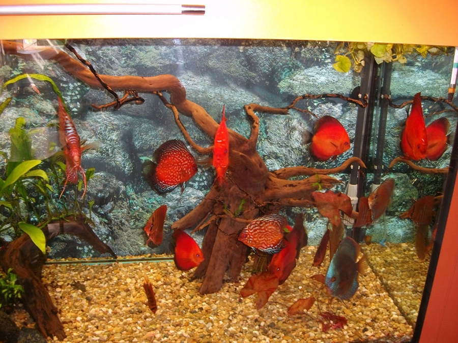 Главна галерия